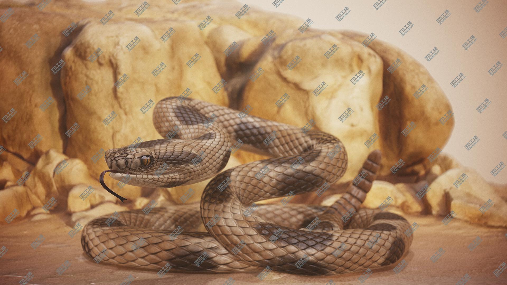 images/goods_img/2021040233/3D Rattlesnake Rigged model/1.jpg